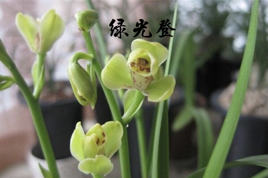 為什麼很多人養花養不活