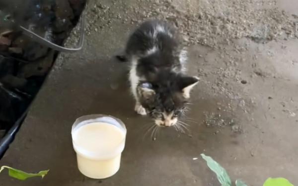 女子撿到一隻小流浪貓,2個小時後母貓找上門:要將小貓歸還嗎? 女子撿到一隻小流浪貓,2個小時後母貓找上門:要將小貓歸還嗎?