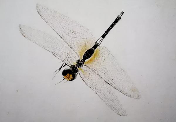 齊白石筆下的飛蟲,精細之極 齊白石筆下的飛蟲,精細之極