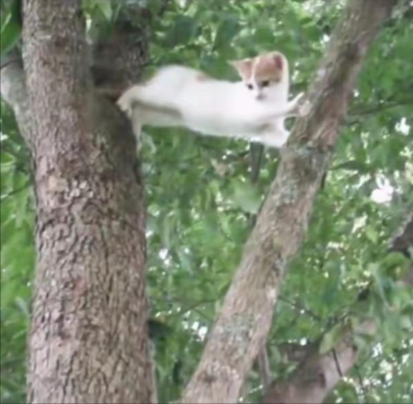 小貓被困樹上下不來,貓媽媽一臉惆悵:為什麼我的孩子下不來? 小貓被困樹上下不來,貓媽媽一臉惆悵:為什麼我的孩子下不來?