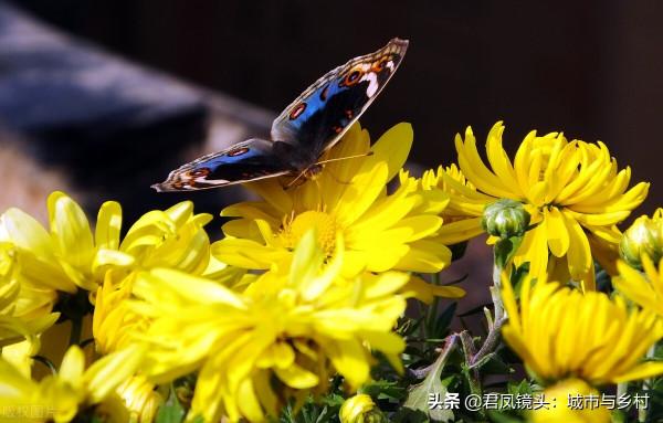 霜降：蝴蝶“賞”菊花