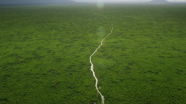 非洲特大旱災，動物屍橫遍野，50歲大象女王用智慧拯救族群