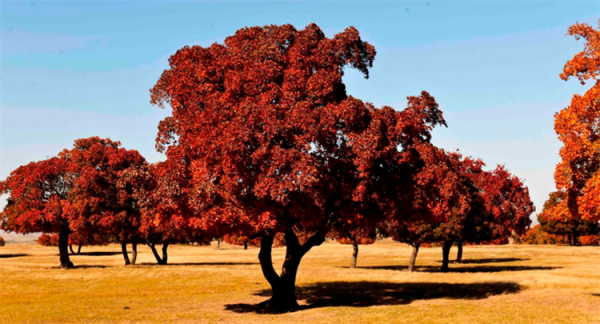 誰說北方少有珍貴樹種？8大樹木品種，有苗就買來種，成材前景好