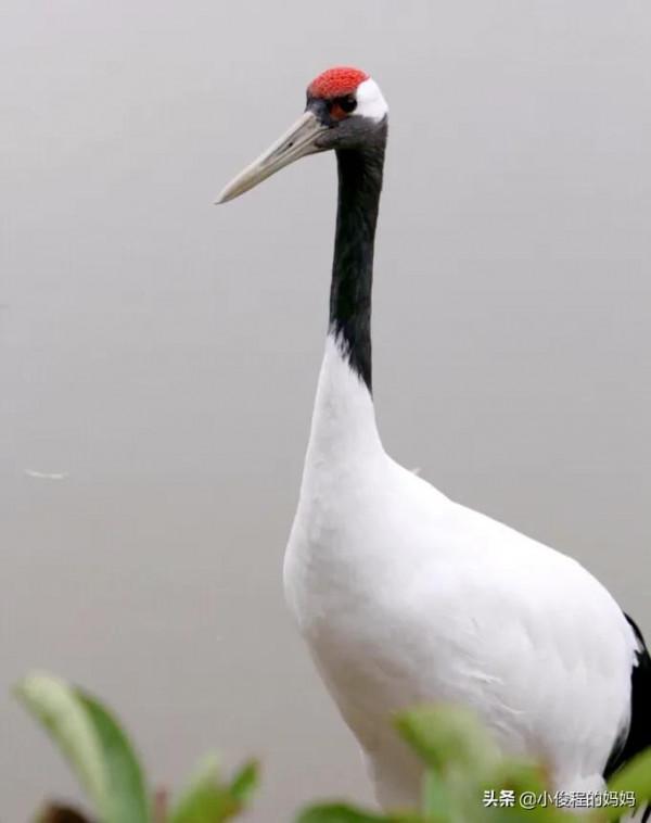 分享-跳芭蕾的丹頂鶴