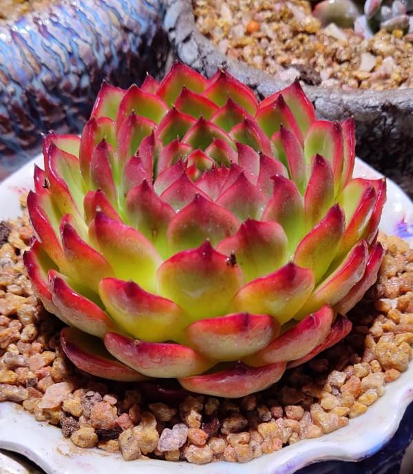 多肉植物的花語心願 多肉植物的花語心願