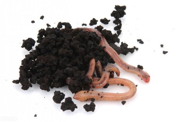 農村常見的小蟲，不僅味美，營養價值也很高