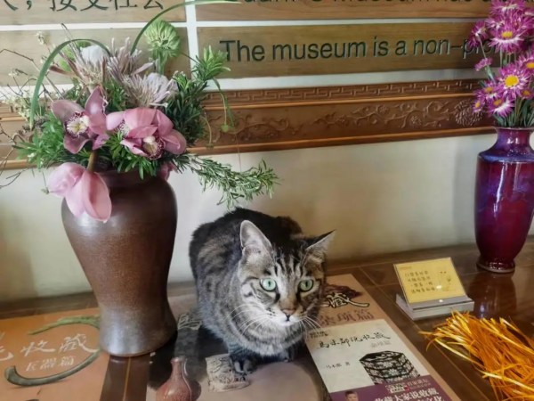 小貓咪也怕被“搶飯碗”嗎? 小貓咪也怕被“搶飯碗”嗎?