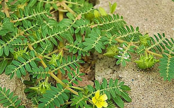 最煩的7種植物最好不要碰,在外遊玩安全第一,預防過敏和中毒 最煩的7種植物最好不要碰,在外遊玩安全第一,預防過敏和中毒