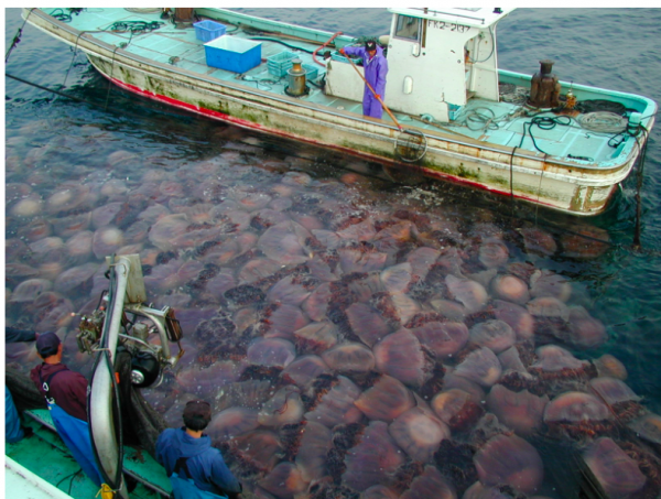 拖翻漁船、堵死核電站，這種巨型水母到底有多逆天？