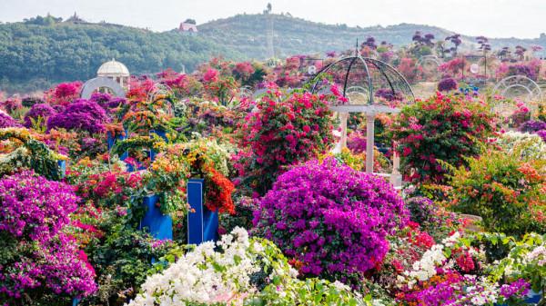 為什麼粵龍山被稱為三角梅王國？