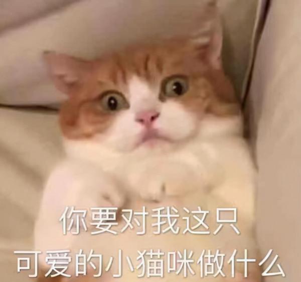 修貓表情包第一彈，趕快收藏起來吧