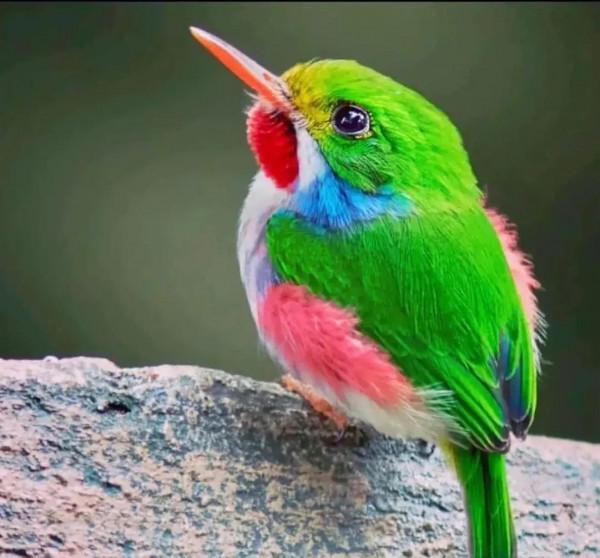 分享圖片&mdash;&mdash;美麗彩色小鳥集錦