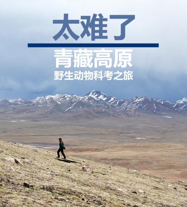 太難了!青藏高原野生動物科考體驗之旅 太難了!青藏高原野生動物科考體驗之旅
