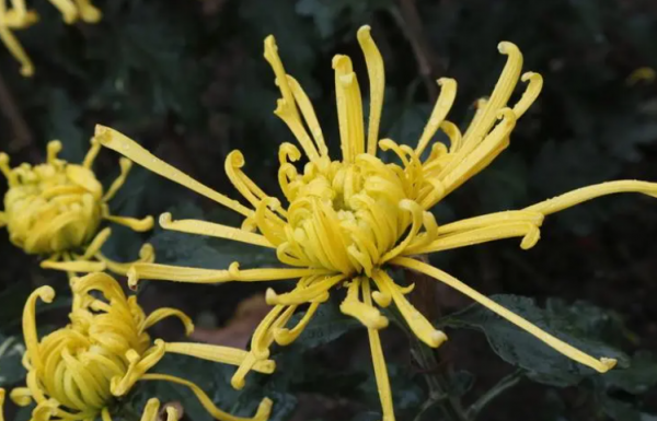 7種“養生花”，漂亮又好養，家中養一盆，食用價值高