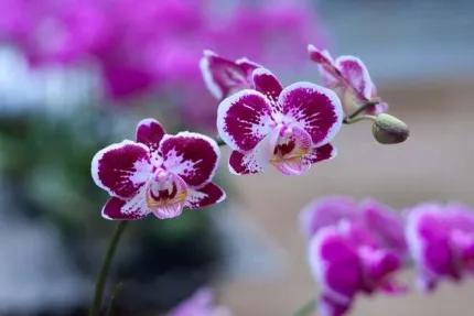 分享——高雅多姿的蝴蝶蘭