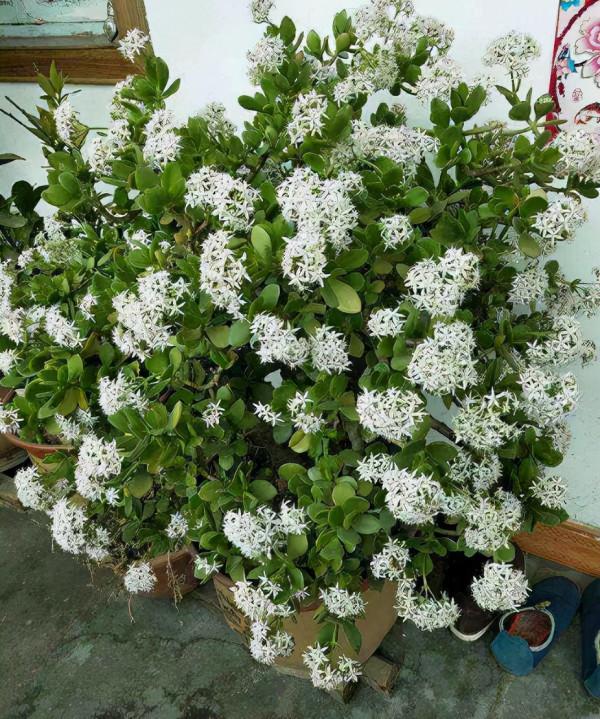 “4種樹”開花,如同“下暴雪”,回家養1盆,什麼時候都能賞雪 “4種樹”開花,如同“下暴雪”,回家養1盆,什麼時候都能賞雪