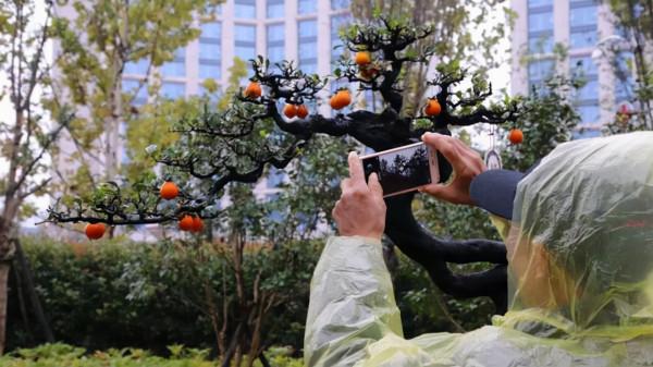 秋冬季節,客廳養花別隨便,選擇這8種盆栽,大幅度提升裝飾效果 秋冬季節,客廳養花別隨便,選擇這8種盆栽,大幅度提升裝飾效果