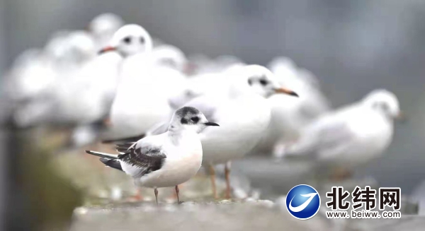 我市首次觀測到小鷗到雅越冬 我市首次觀測到小鷗到雅越冬