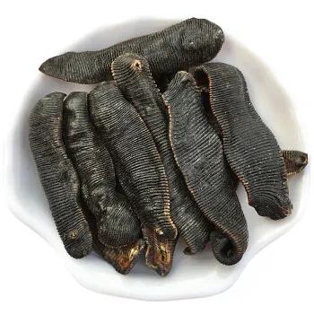 中藥古今研究：水蛭