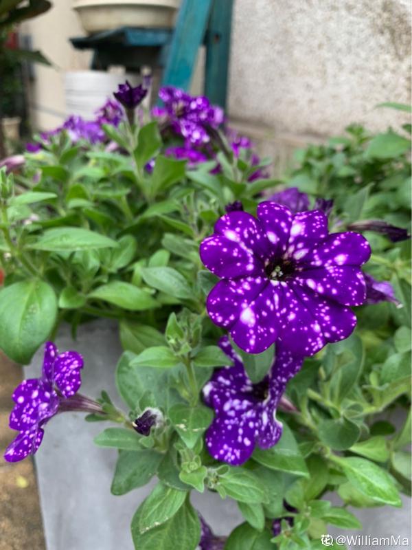 想在家賞牽牛，試試矮牽牛，盆栽簡單花樣多