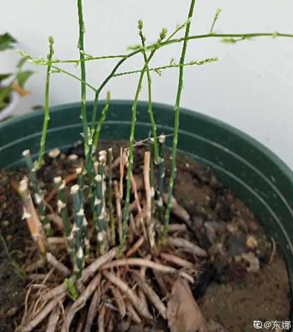 文竹黃葉剪一刀，少澆水多通風，順利度夏