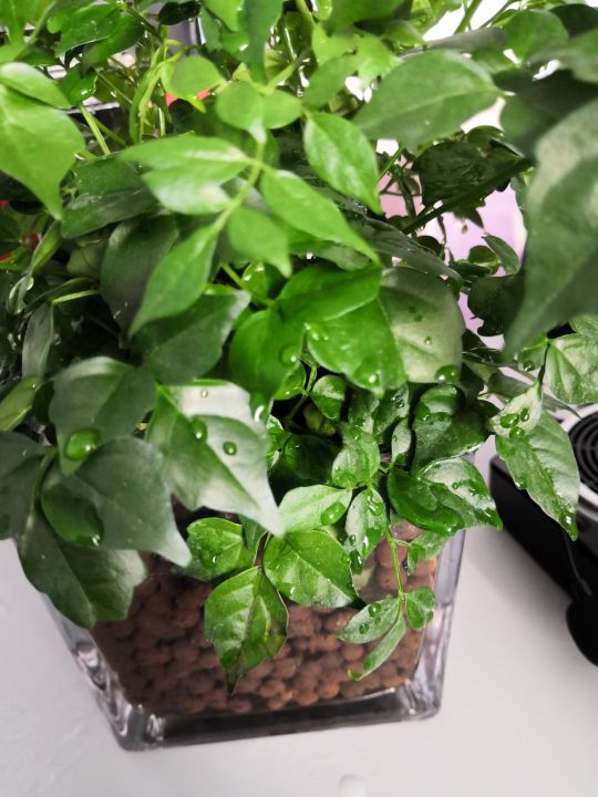 養花大計劃，正在摸索中