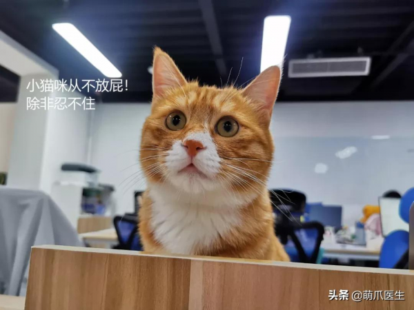 這隻貓餓了三天後，突然對我張開了“血盆大口”？