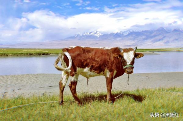 新疆塔什庫爾幹遊記 | 帕米爾高原上的特別風景:塔吉克族牧羊人 新疆塔什庫爾幹遊記 | 帕米爾高原上的特別風景:塔吉克族牧羊人