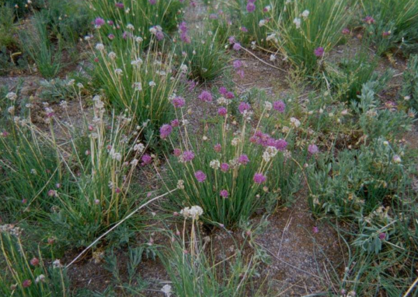 我國第一露天煤礦，煤層厚達55米，開採118年後如今是什麼樣子？