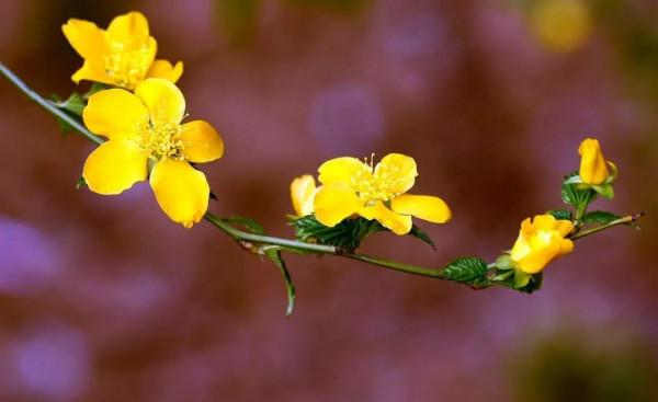 早春花兒美卻帶有遺憾：開花時還未長葉，長葉時花已凋謝