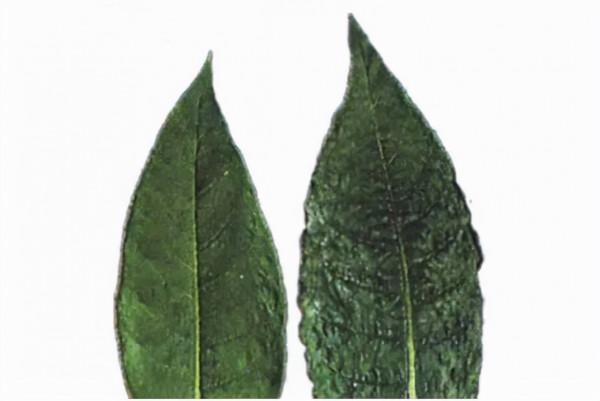 人類與病毒的battle與共存 | 科學小館兒