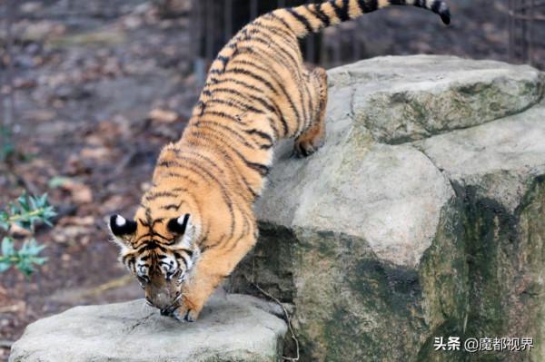 虎頭虎腦 虎虎生威 這波老虎表情包值得擁有