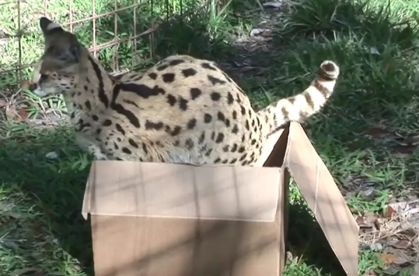 貓咪喜歡紙箱,那大貓呢?8種大型貓科動物實測,結果太可愛 貓咪喜歡紙箱,那大貓呢?8種大型貓科動物實測,結果太可愛