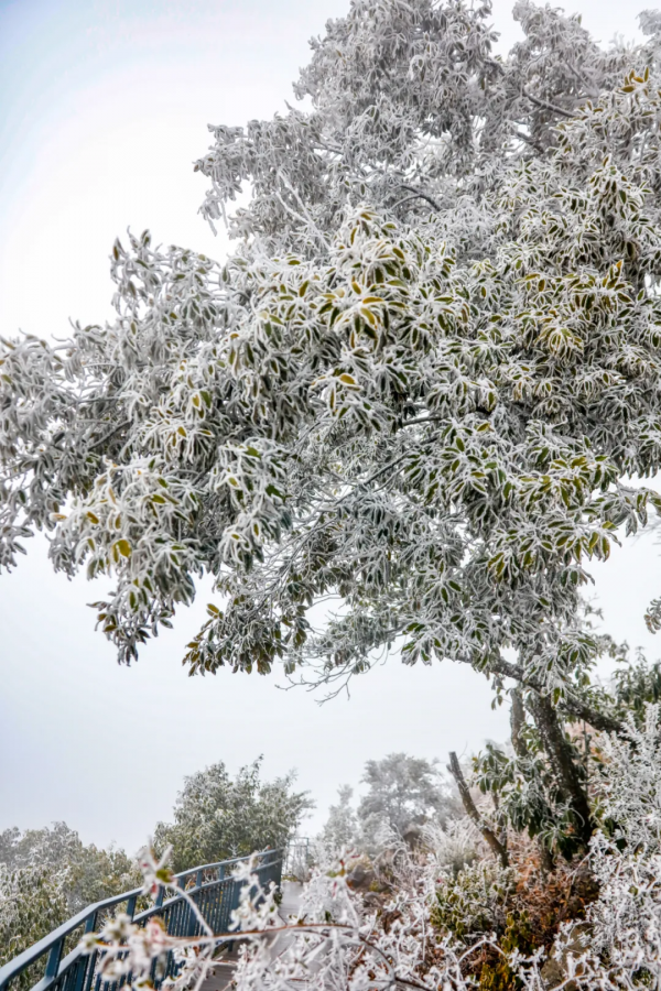 降溫有驚喜！南國山巔邂逅冰雪奇緣
