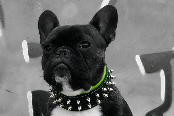 草原猛犬為啥都帶刺項圈,不是為美觀,而是為保命,對付狼最有效 草原猛犬為啥都帶刺項圈,不是為美觀,而是為保命,對付狼最有效