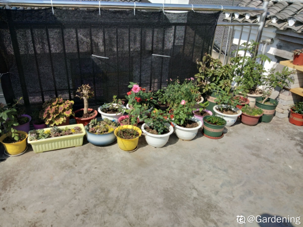 如果你是資深養花人,一樓小院和頂樓天台,你更喜歡哪個? 如果你是資深養花人,一樓小院和頂樓天台,你更喜歡哪個?