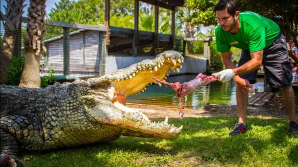 盤點史上最大的10頭鱷魚,洛龍重達1噸,東北虎在它面前不堪一擊 盤點史上最大的10頭鱷魚,洛龍重達1噸,東北虎在它面前不堪一擊