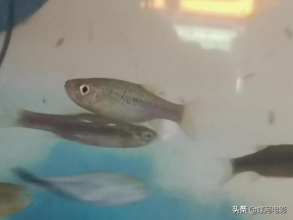 南方溪流原生魚類