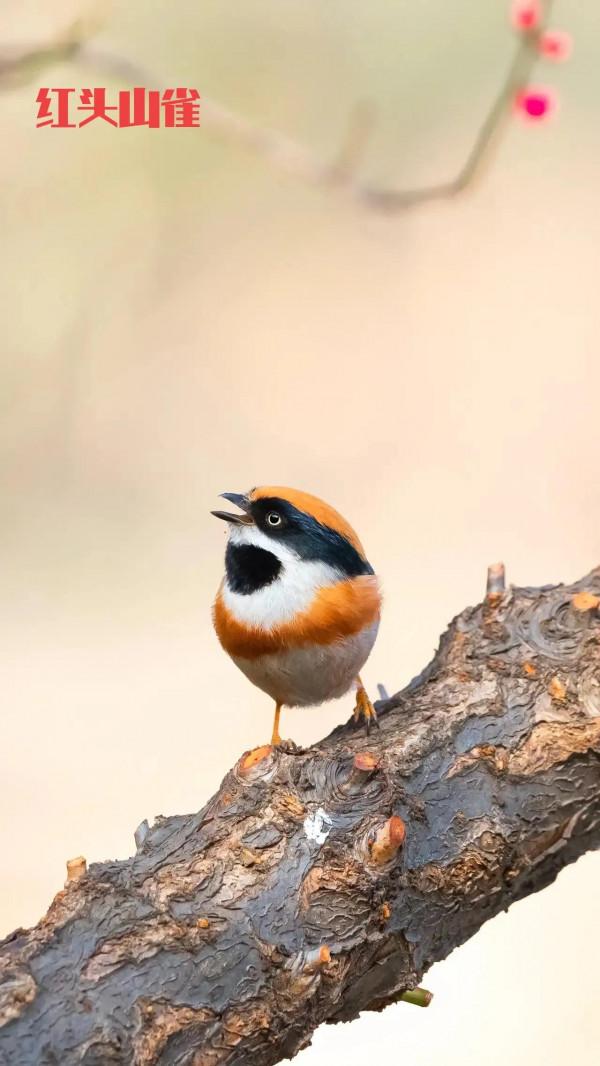 為原創攝影配詩《紅頭山雀》