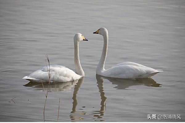 家鵝與天鵝是近親嗎？兼談家鵝與天鵝的區別