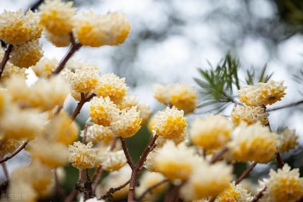 冬日裡的花朵，溫暖了我的心房