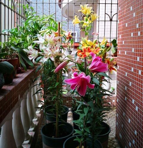 養花就養心，5種“長壽命”花，最適合老人養，健康又長壽