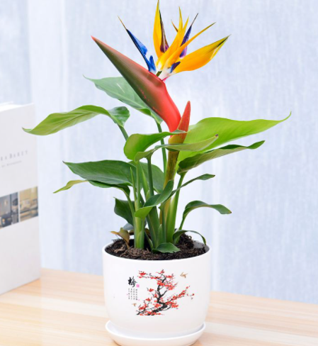 春節前逛花市，新手買花&OpenCurlyDoubleQuote;易被騙&rdquo;，避開7種花，才能不吃虧