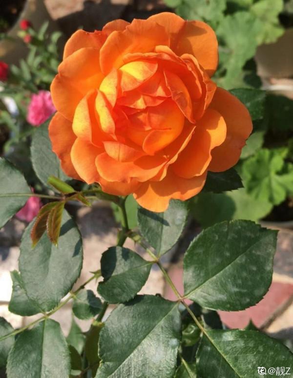 初秋養花，3種花別花錢買，掰個枝條插土裡很快長芽