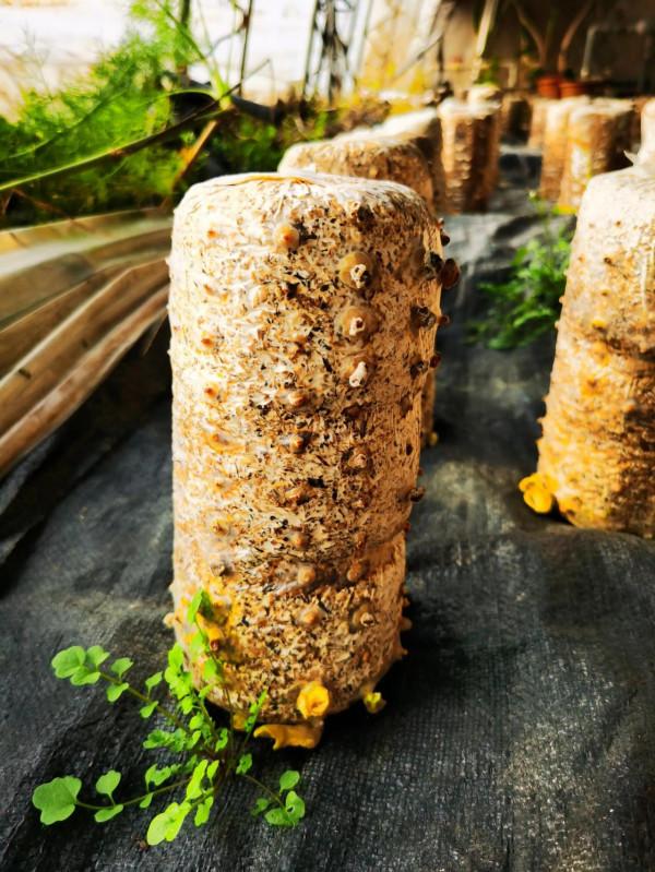 走進京郊蘑菇園 見識各類蘑菇