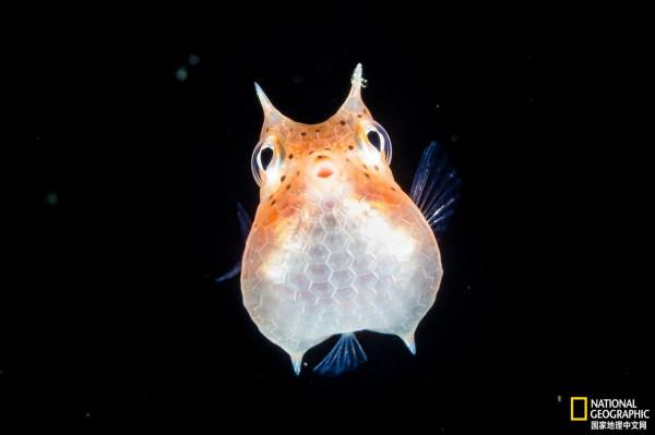 盤點2021年最佳動物照片 盤點2021年最佳動物照片