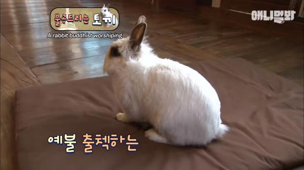 奇葩韓國高中生沉迷養雞，還帶雞上課，200只稀有雞震驚鳥類專家