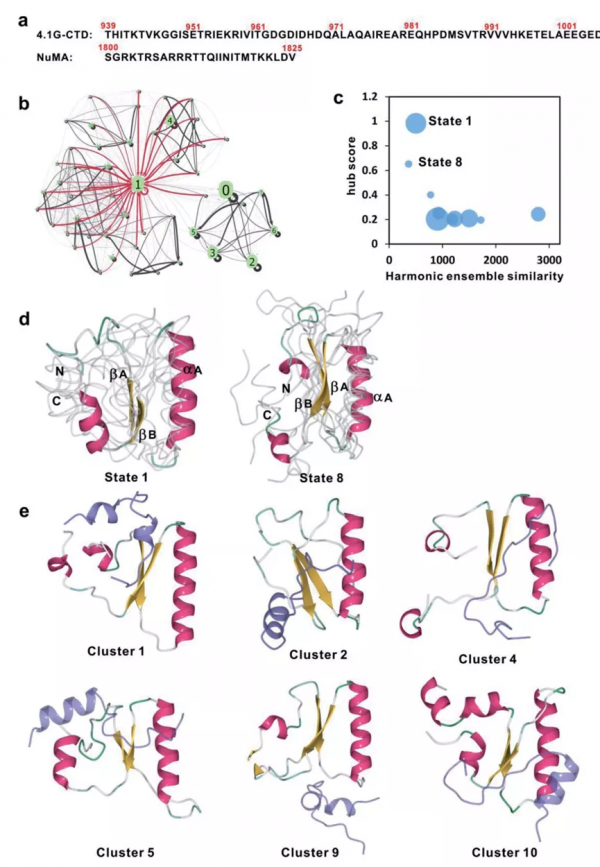 固有無序蛋白中緊湊的無序狀態在分子識別中的重要性