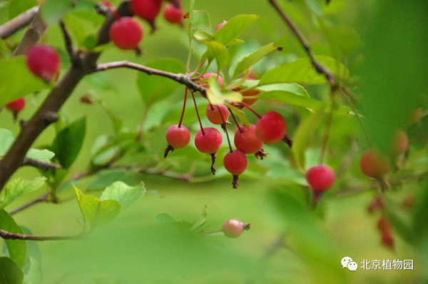 春華秋實,賞海棠紅果正當時~ 春華秋實,賞海棠紅果正當時~