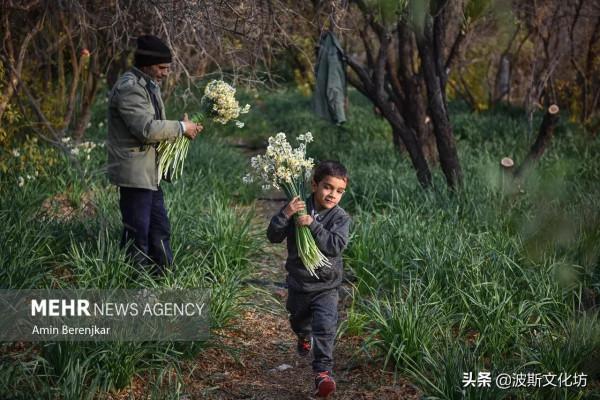 伊朗冬日波斯水仙盛開
